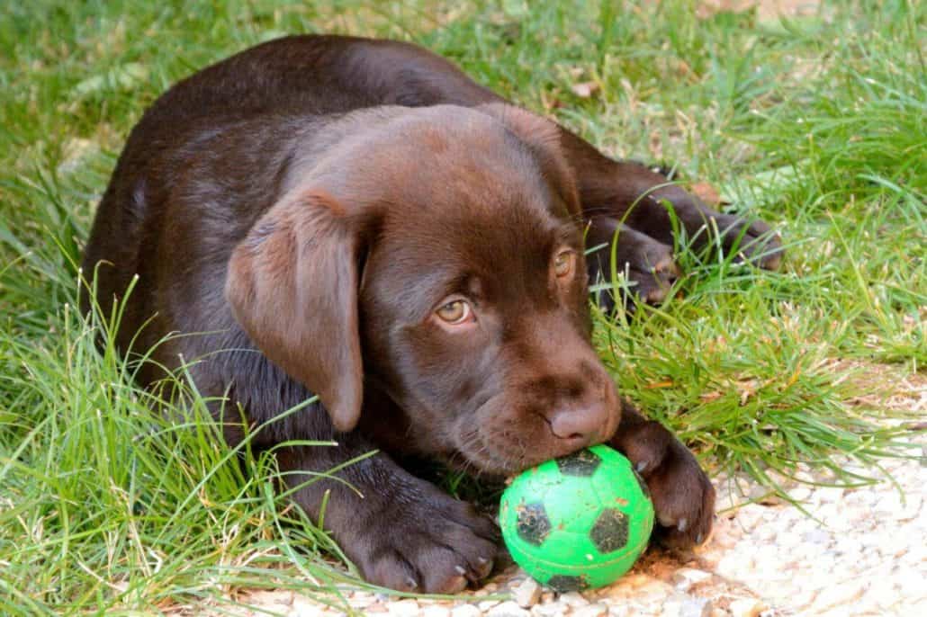 mylabrador