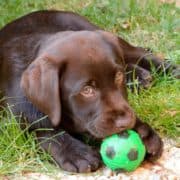 mylabrador