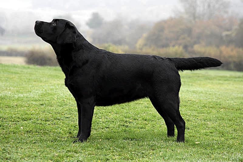 La Terza Legge Di Mendel Colore Del Mantello Mylabrador It