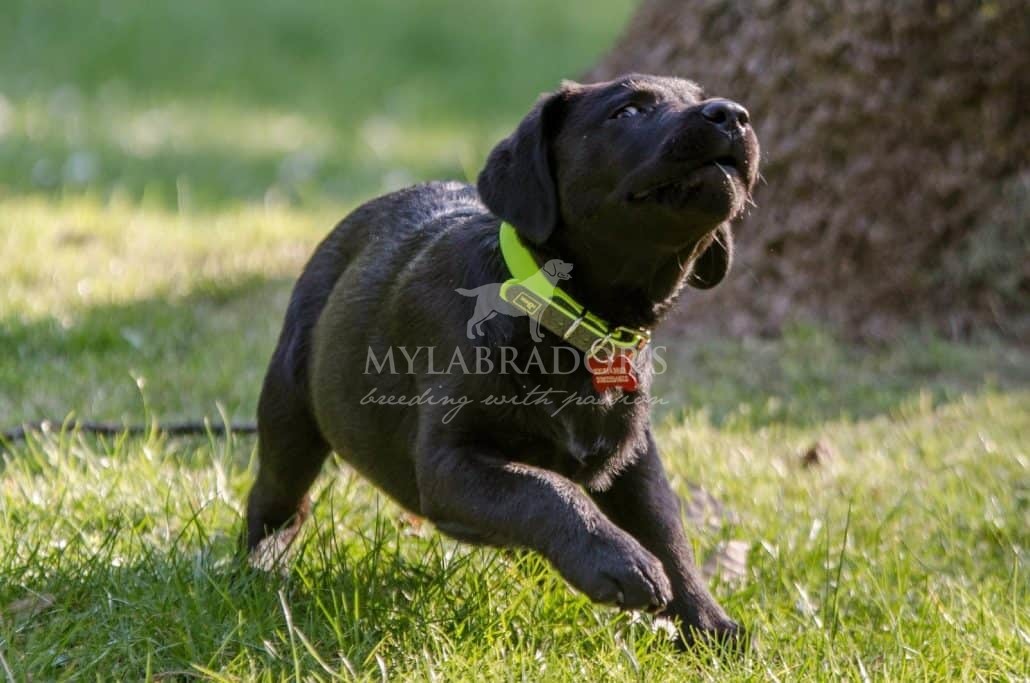 La giusta attività fisica per il cucciolo di labrador