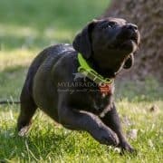 La giusta attività fisica per il cucciolo di labrador