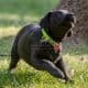 La giusta attività fisica per il cucciolo di labrador