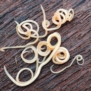 Ascaridi nel cucciolo: che cosa sono e come si trattano