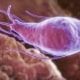 Giardia nel cane: sintomi, cure e rimedi naturali
