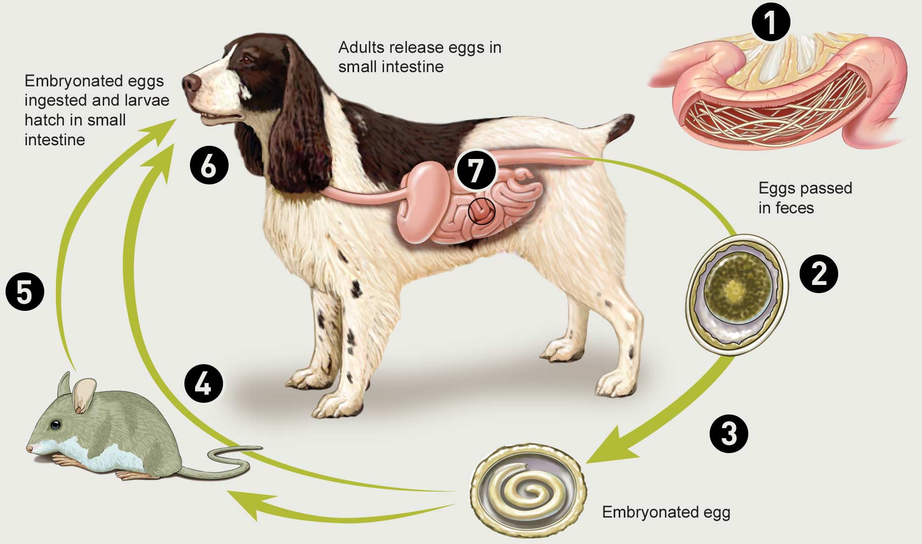 Ascaridi nel cane: cause, sintomi e cure