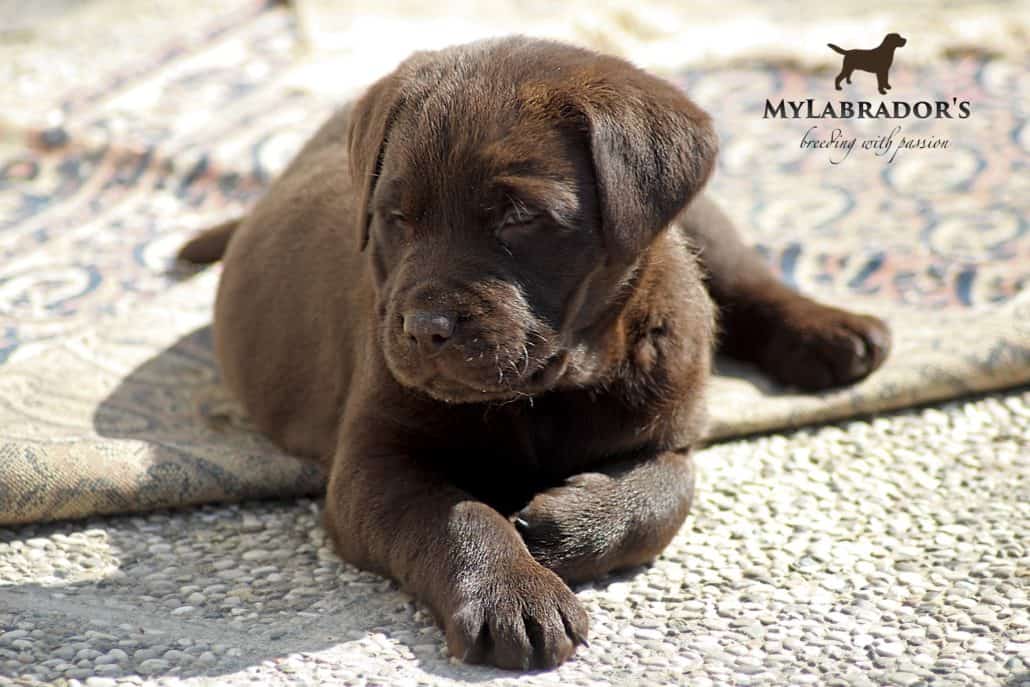 Perché un Labrador: cosa c'è dietro un cane di razza