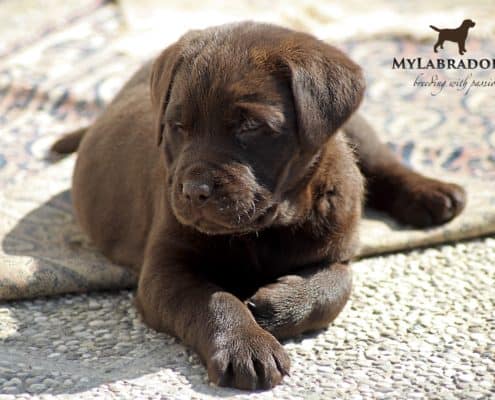 Approfondimenti Per Conoscere Meglio Il Labrador Retriever