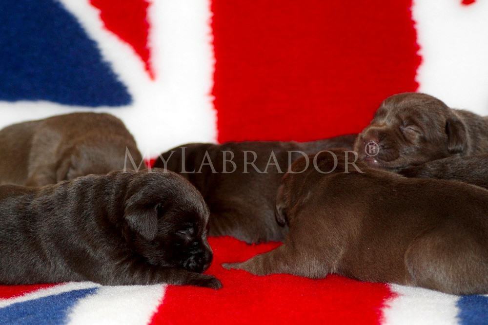 Cuccioli Chocolate MyLabrador