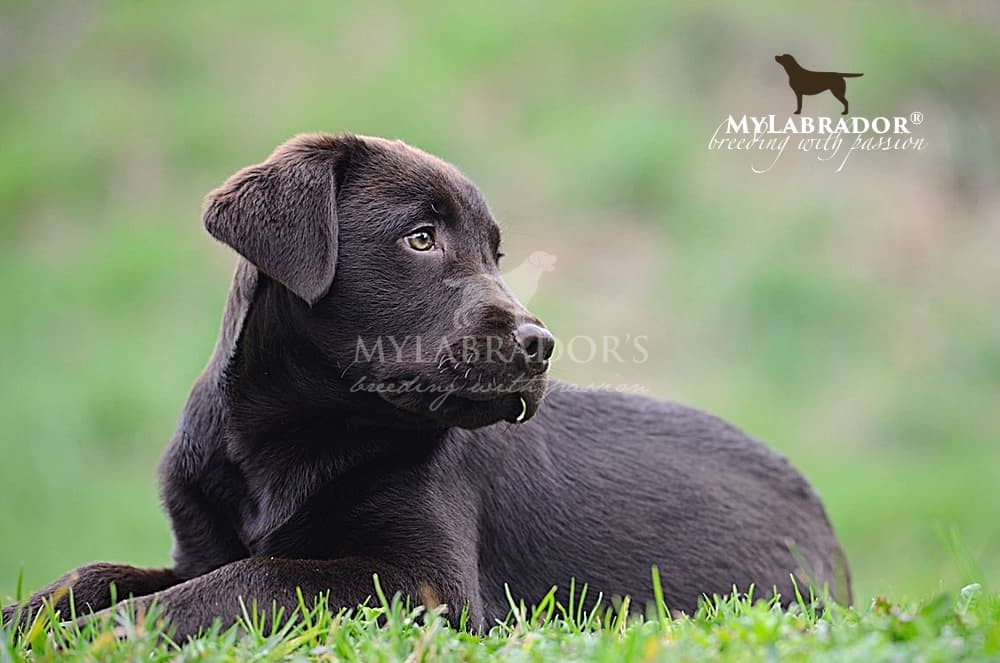 Allevamento Mylabrador Romagna Toscana