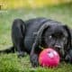 Cucciolo MyLabrador