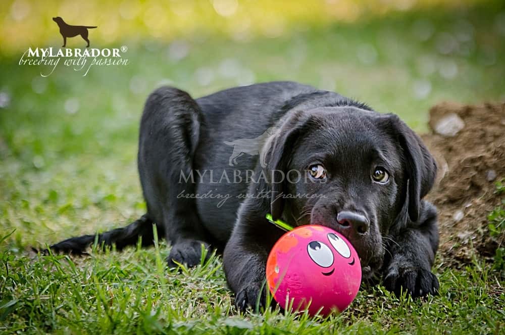 Standard E Genetica Labrador Mylabrador It