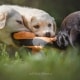 Cuccioli MyLabrador