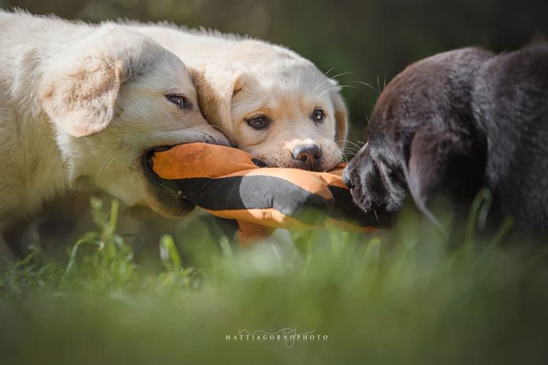 Standard E Genetica Labrador Mylabrador It