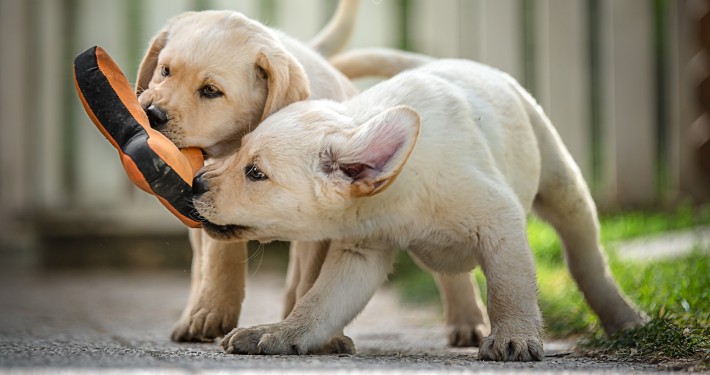 Cuccioli MyLabrador