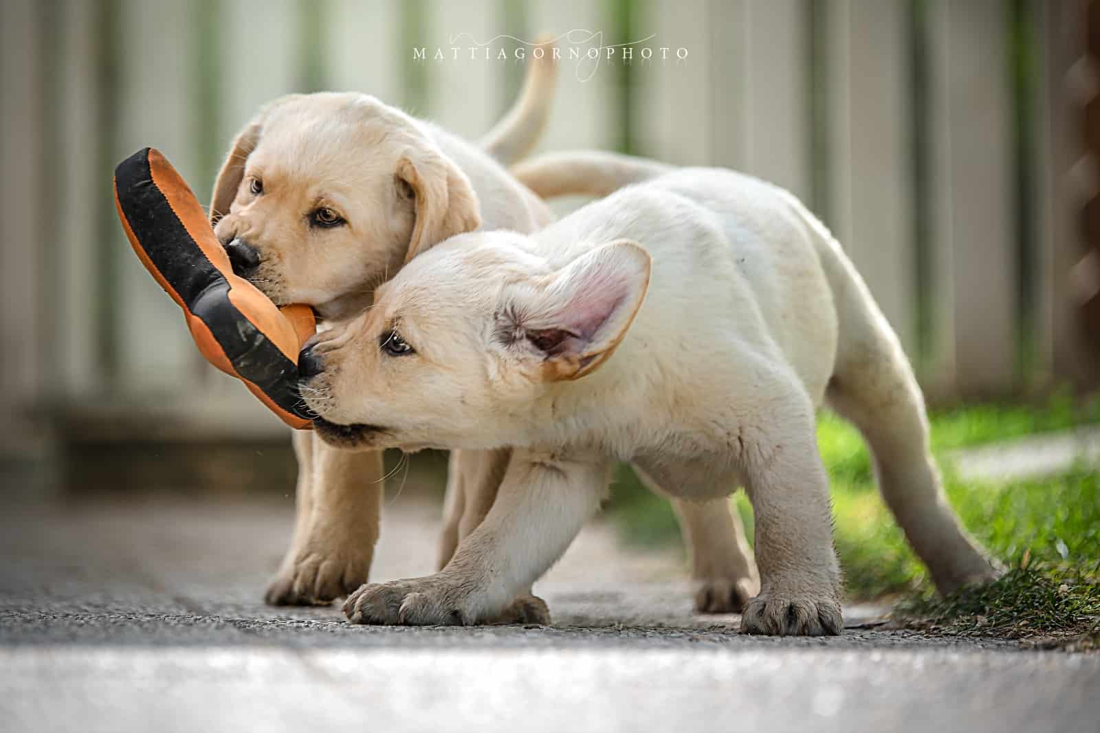 Che Labrador Labrador compagno di vita | Primo della classe.