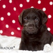Allevamento Cuccioli Labrador Chocolate