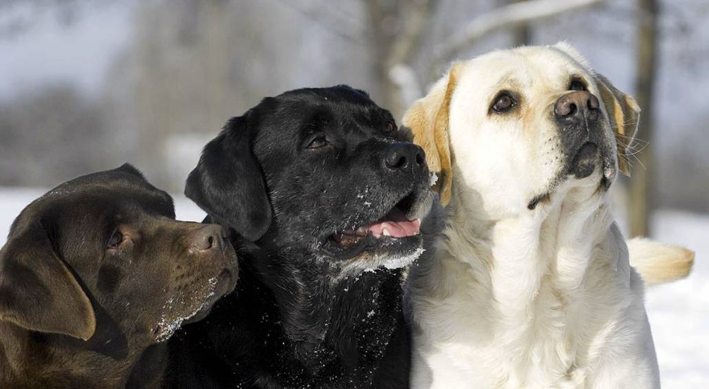 Nero, giallo e marrone: tutti i colori del Labrador