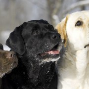 Nero, giallo e marrone: tutti i colori del Labrador
