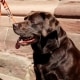 Memoria del cane: i cani non dimenticano, al contrario dell'uomo