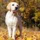 cause tosse cane cure