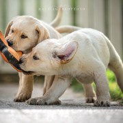 cuccioli labrador miele