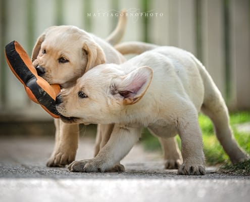 Approfondimenti Per Conoscere Meglio Il Labrador Retriever