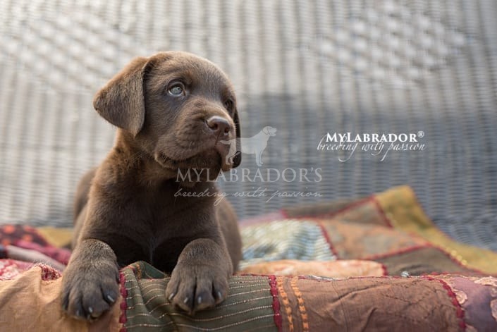 Cucciolo chocolate MyLabrador