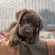 Cucciolo chocolate MyLabrador