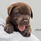 Cucciolo chocolate MyLabrador