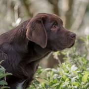 Paracheratosi nasale ereditaria nel labrador (HNPK)