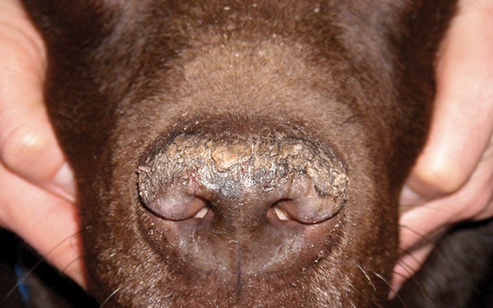 Paracheratosi nasale nel Labrador