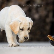 MyLabrador’s Urban Cowboy MyLabrador's Urban Cowboy