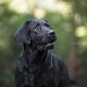 I Labrador come cani guida