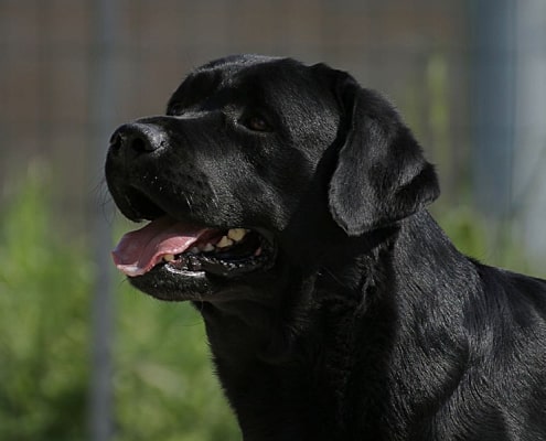 Pinot Noir di Valdisterza Pinot Noir di Valdisterza