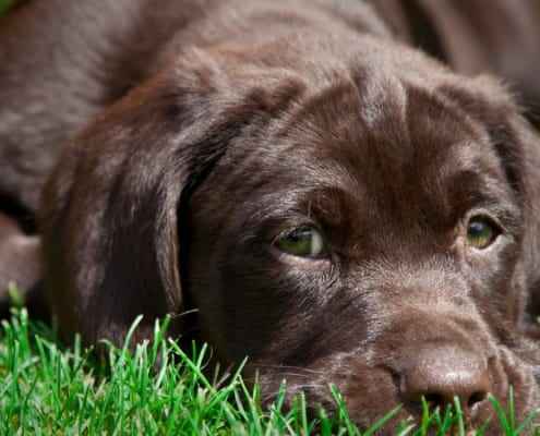 Labrador e guinzaglio: alcuni consigli per abituare il cucciolo