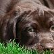 Labrador e guinzaglio: alcuni consigli per abituare il cucciolo