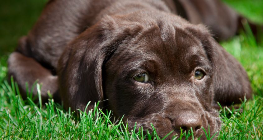 Labrador e guinzaglio: alcuni consigli per abituare il cucciolo