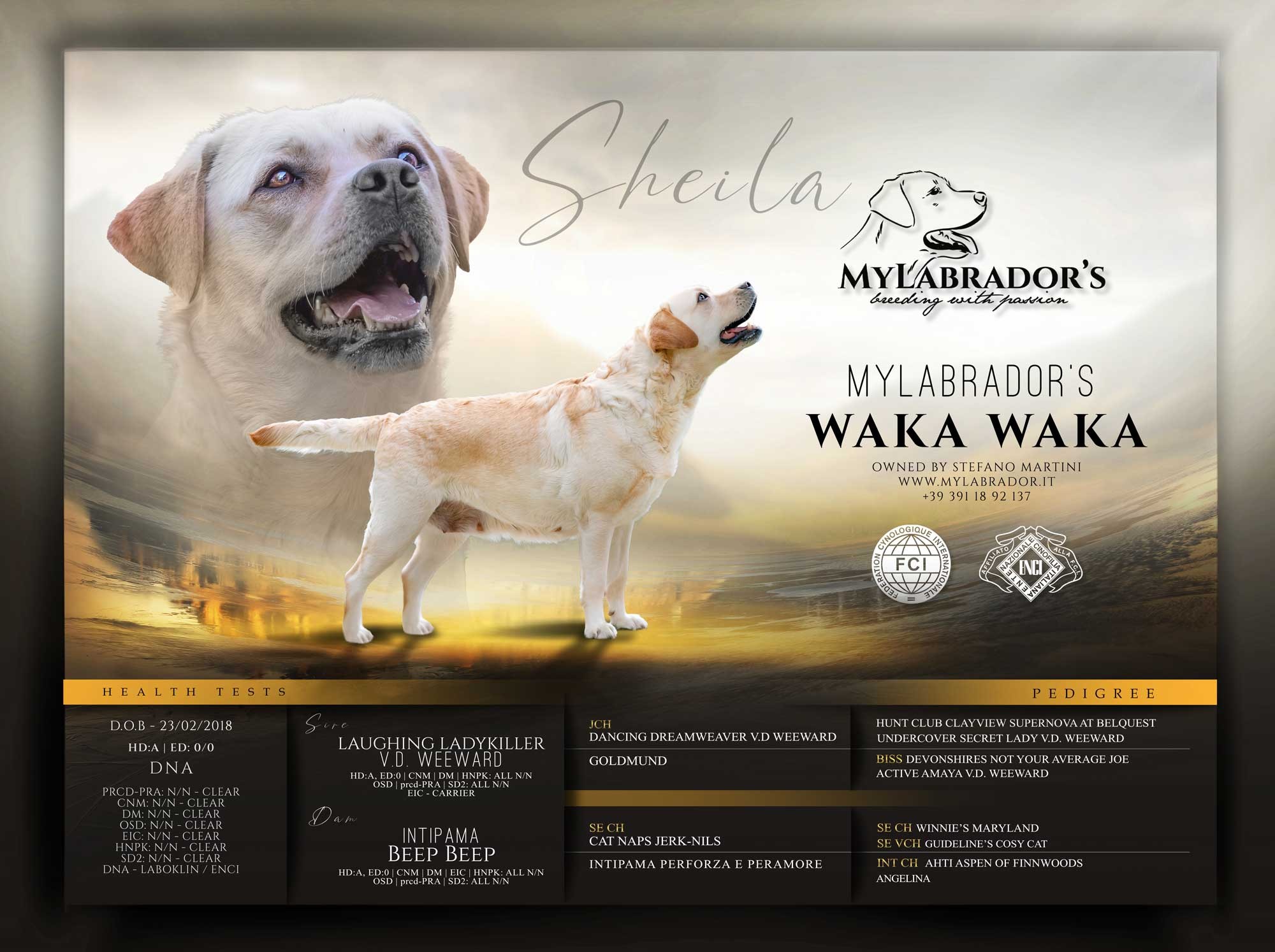 MyLabrador’s Waka Waka