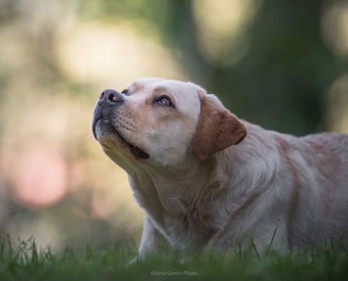MyLabrador's Waka Waka MyLabrador's Waka Waka