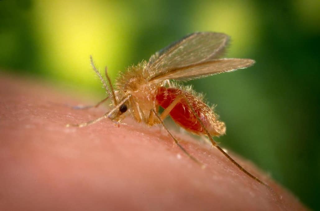 Leishmaniosi canina: come riconoscerla e come curarla
