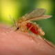 Leishmaniosi canina: come riconoscerla e come curarla