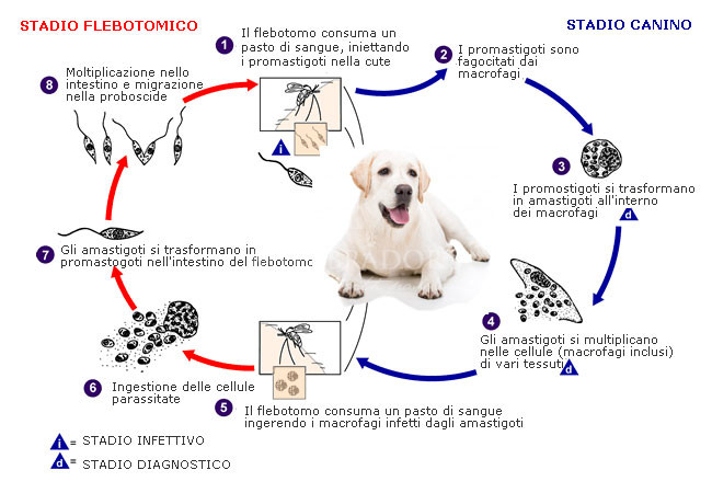 Ciclo della Leishmaniosi canina