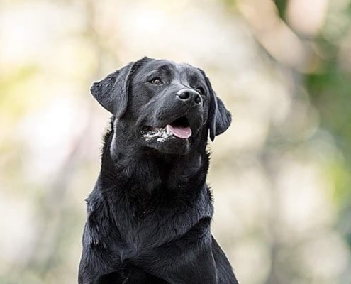 MyLabrador's Underwater