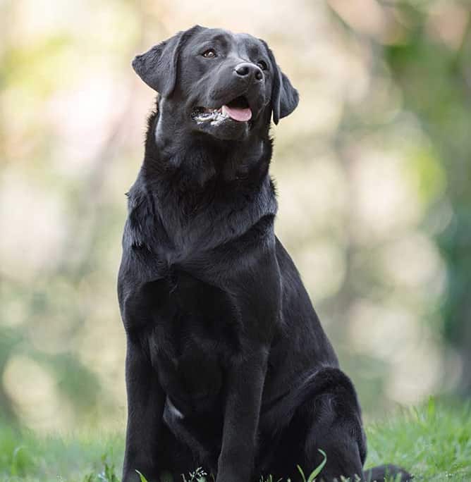 MyLabrador’s Underwater