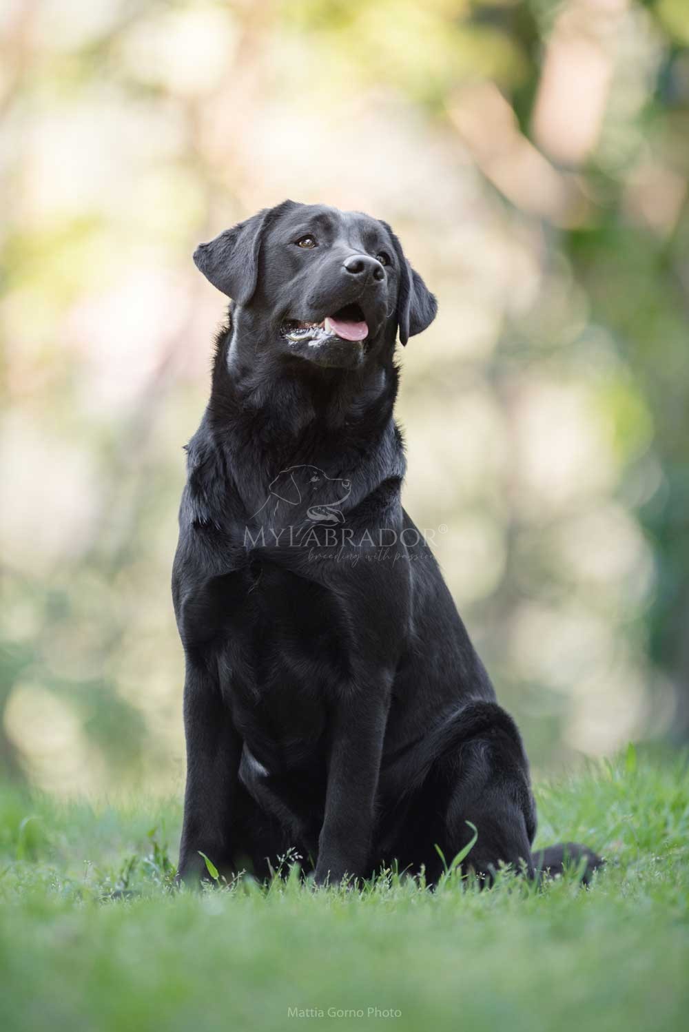 MyLabrador’s Underwater
