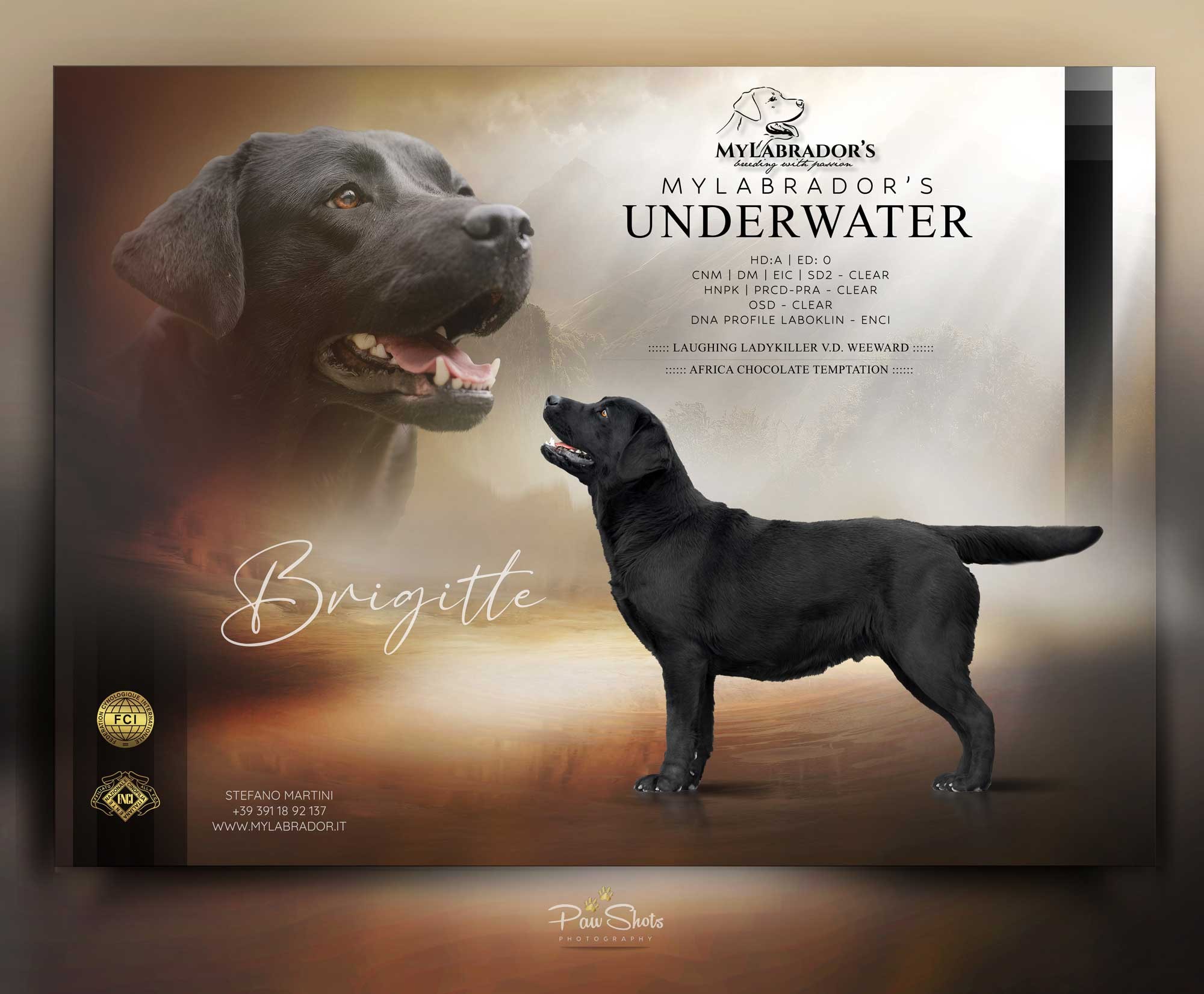 MyLabrador’s Underwater