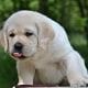cucciolo labrador giallo