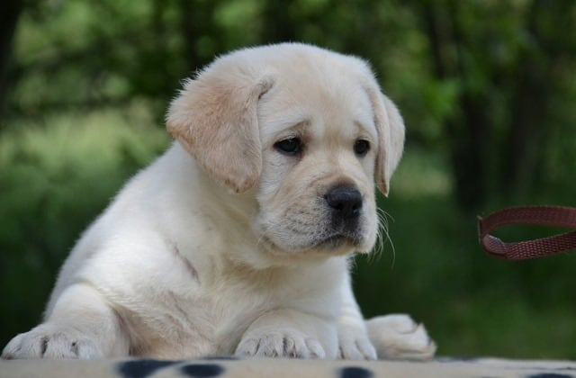 Standard E Genetica Labrador Mylabrador It