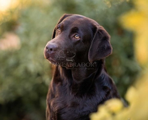 Night Single Rainbow for MyLabrador