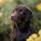 Night Single Rainbow for MyLabrador